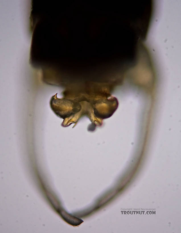 Male Leucrocuta hebe (Little Yellow Quill) Mayfly Spinner from the Teal River in Wisconsin