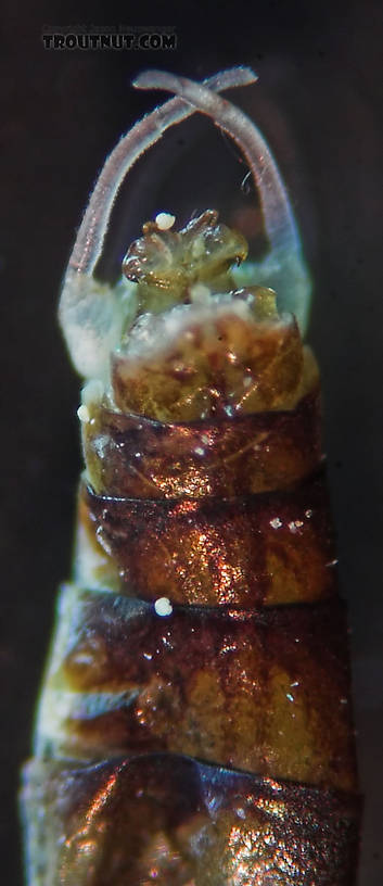 Male Leucrocuta hebe (Little Yellow Quill) Mayfly Spinner from the Teal River in Wisconsin