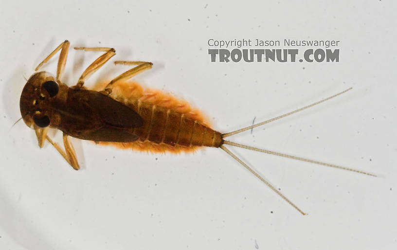 Rhithrogena impersonata (Dark Red Quill) Mayfly Nymph from the Long Lake Branch of the White River in Wisconsin