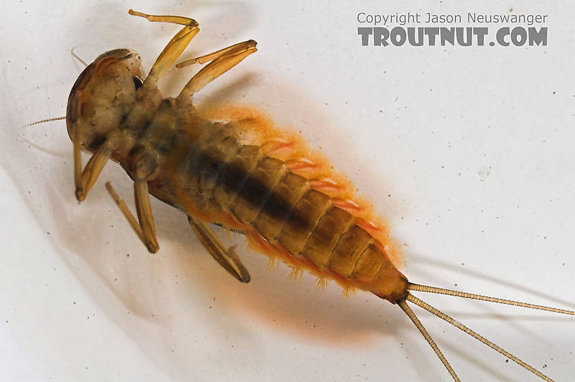 Rhithrogena impersonata (Dark Red Quill) Mayfly Nymph from the Long Lake Branch of the White River in Wisconsin