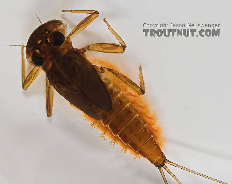 Rhithrogena impersonata (Dark Red Quill) Mayfly Nymph from the Long Lake Branch of the White River in Wisconsin