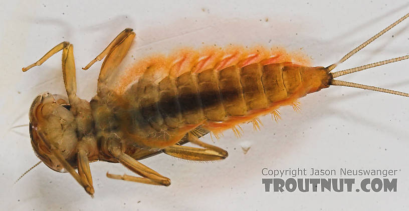 Rhithrogena impersonata (Dark Red Quill) Mayfly Nymph from the Long Lake Branch of the White River in Wisconsin