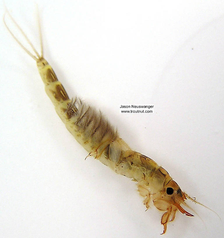 Ephemera simulans (Brown Drake) Mayfly Nymph from the Namekagon River in Wisconsin