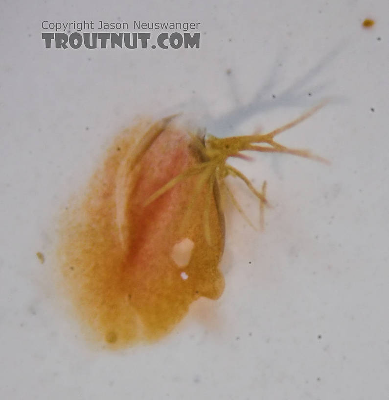 Rhithrogena impersonata (Dark Red Quill) Mayfly Nymph from the Long Lake Branch of the White River in Wisconsin