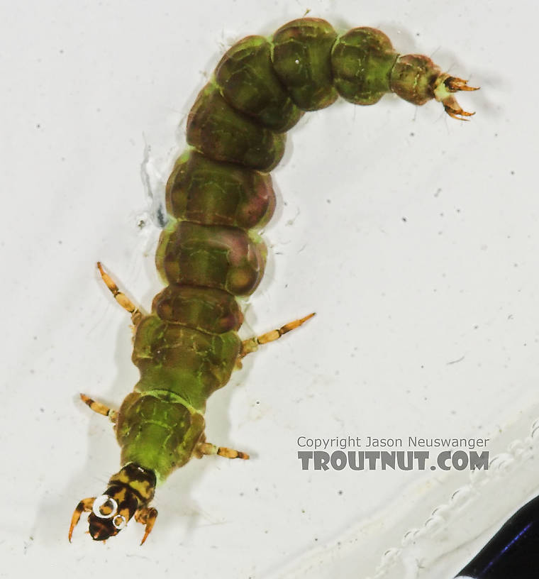 Rhyacophila fuscula (Green Sedge) Caddisfly Larva from the Long Lake Branch of the White River in Wisconsin