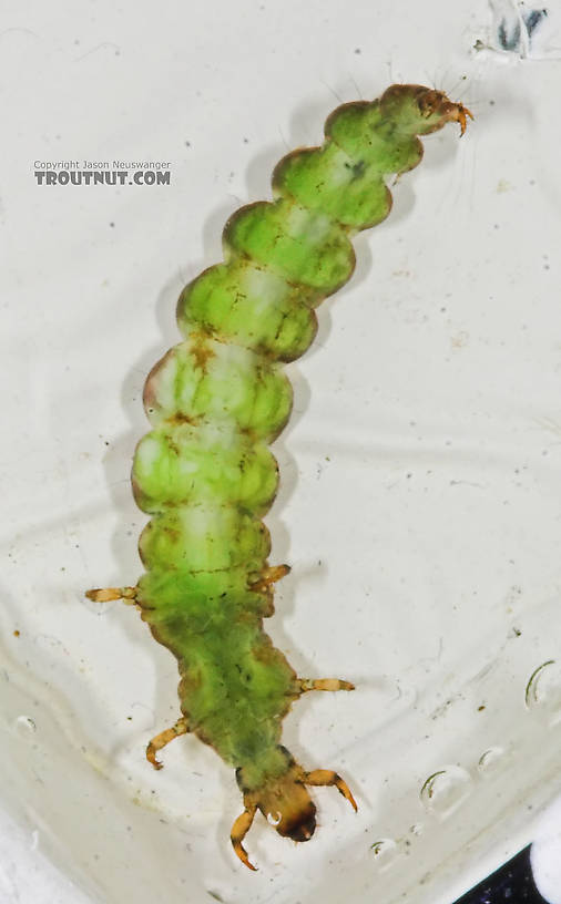 Rhyacophila fuscula (Green Sedge) Caddisfly Larva from the Long Lake Branch of the White River in Wisconsin