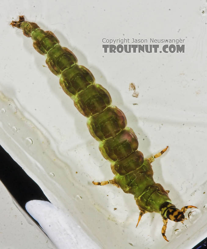 Rhyacophila fuscula (Green Sedge) Caddisfly Larva from the Long Lake Branch of the White River in Wisconsin