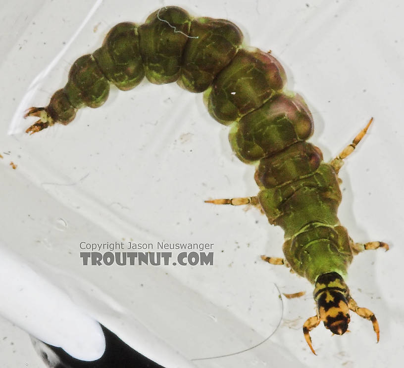 Rhyacophila fuscula (Green Sedge) Caddisfly Larva from the Long Lake Branch of the White River in Wisconsin