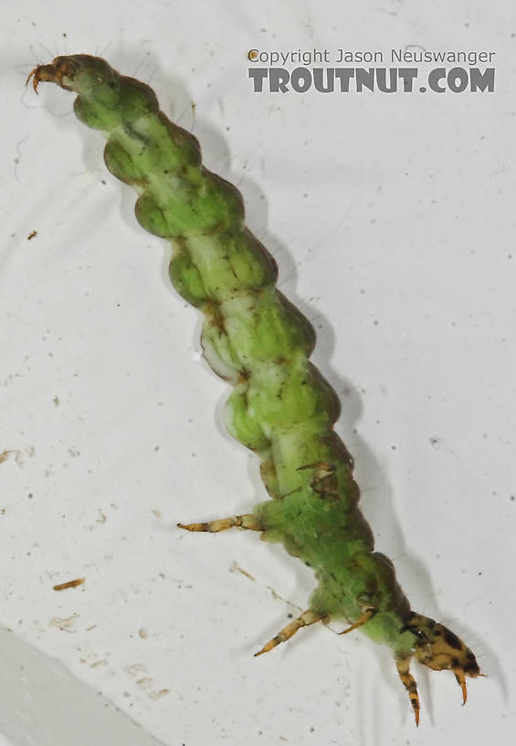 Rhyacophila fuscula (Green Sedge) Caddisfly Larva from the Long Lake Branch of the White River in Wisconsin