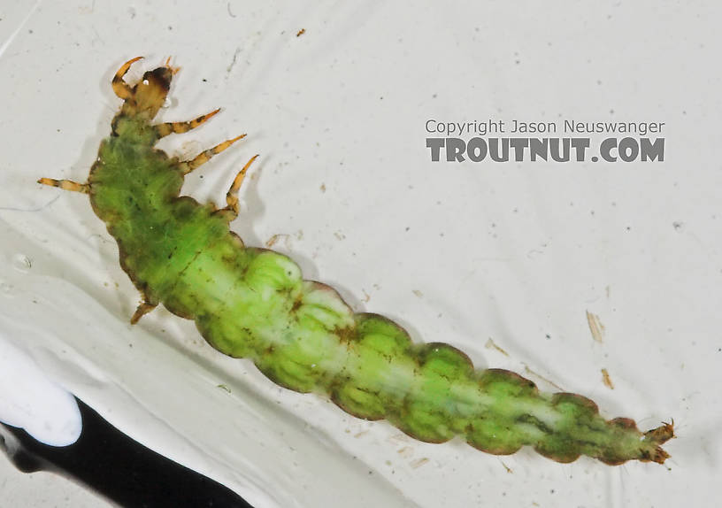 Rhyacophila fuscula (Green Sedge) Caddisfly Larva from the Long Lake Branch of the White River in Wisconsin