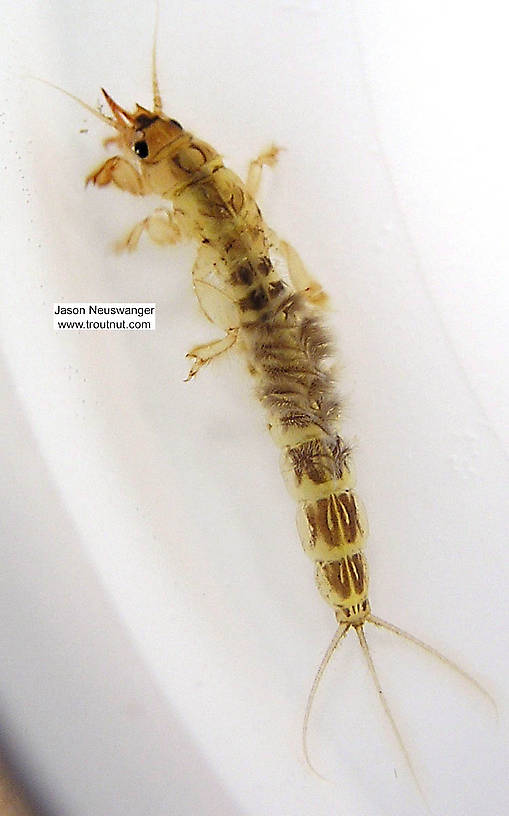 Ephemera simulans (Brown Drake) Mayfly Nymph from the Namekagon River in Wisconsin