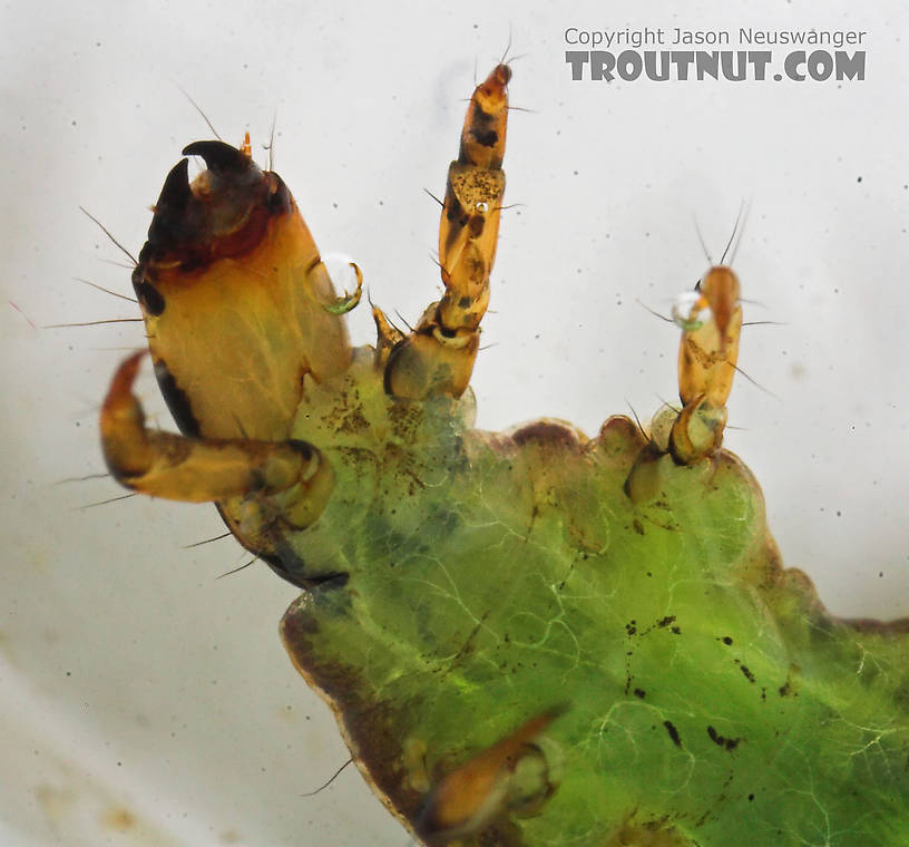 Rhyacophila fuscula (Green Sedge) Caddisfly Larva from the Long Lake Branch of the White River in Wisconsin