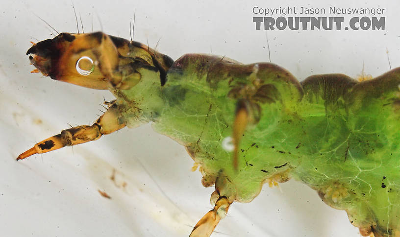 Rhyacophila fuscula (Green Sedge) Caddisfly Larva from the Long Lake Branch of the White River in Wisconsin