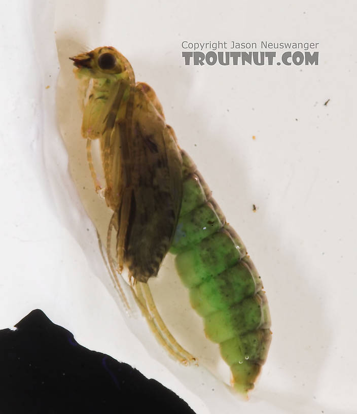 Rhyacophila (Green Sedges) Caddisfly Pupa from the Long Lake Branch of the White River in Wisconsin