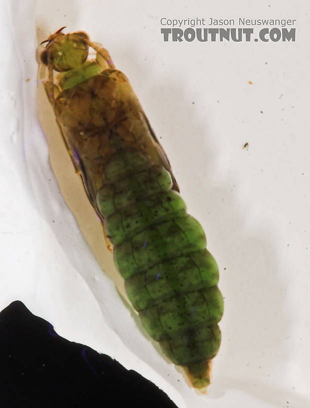 Rhyacophila (Green Sedges) Caddisfly Pupa from the Long Lake Branch of the White River in Wisconsin