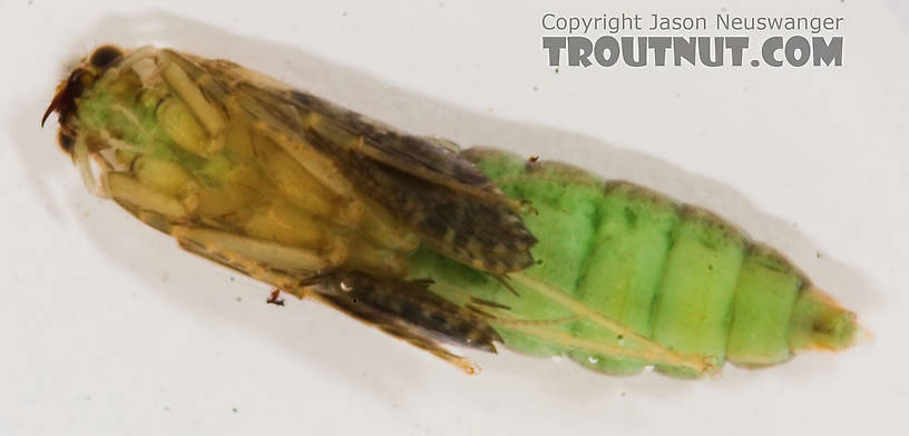 Rhyacophila (Green Sedges) Caddisfly Pupa from the Long Lake Branch of the White River in Wisconsin