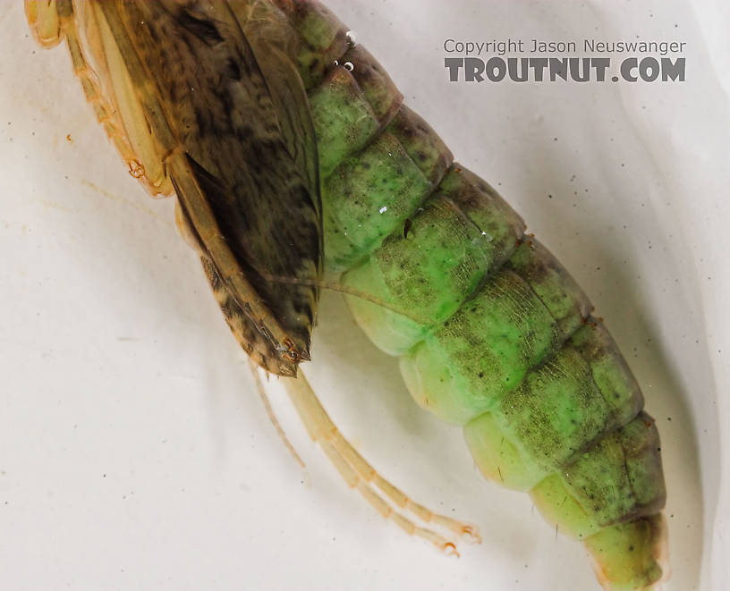 Rhyacophila (Green Sedges) Caddisfly Pupa from the Long Lake Branch of the White River in Wisconsin