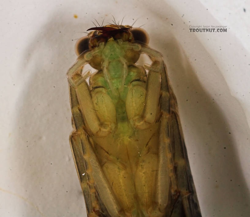 Rhyacophila (Green Sedges) Caddisfly Pupa from the Long Lake Branch of the White River in Wisconsin