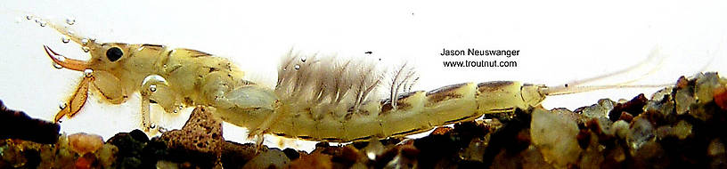 Ephemera simulans (Brown Drake) Mayfly Nymph from the Namekagon River in Wisconsin