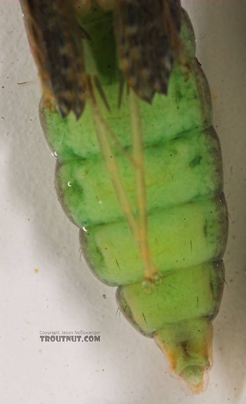 Rhyacophila (Green Sedges) Caddisfly Pupa from the Long Lake Branch of the White River in Wisconsin