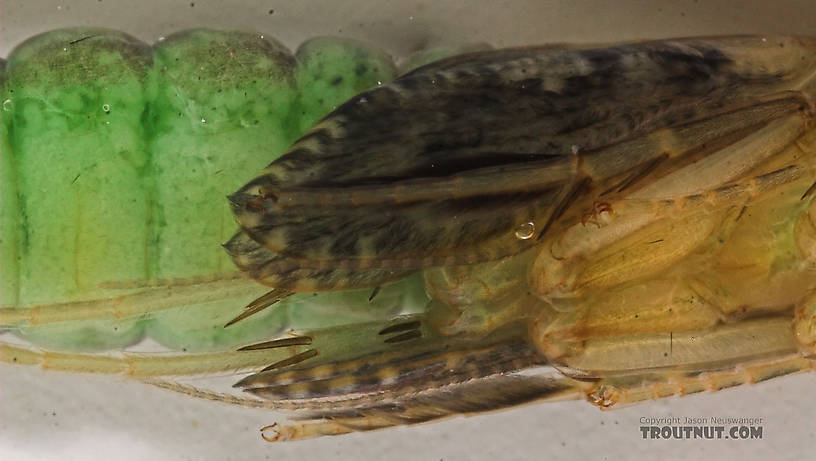 Rhyacophila (Green Sedges) Caddisfly Pupa from the Long Lake Branch of the White River in Wisconsin