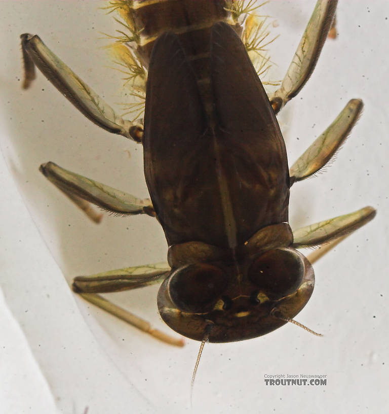 Rhithrogena impersonata (Dark Red Quill) Mayfly Nymph from the Long Lake Branch of the White River in Wisconsin