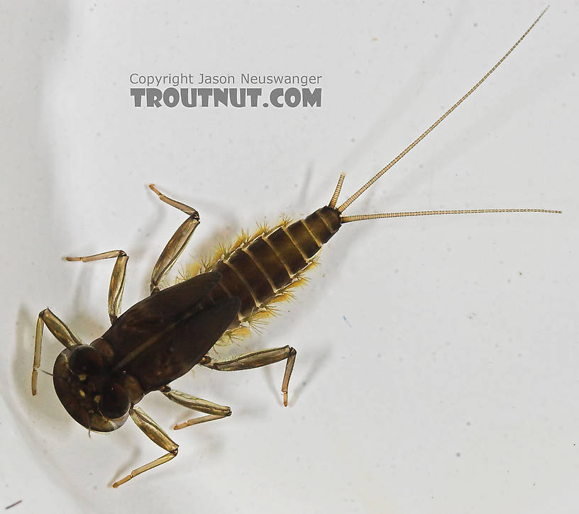 Rhithrogena impersonata (Dark Red Quill) Mayfly Nymph from the Long Lake Branch of the White River in Wisconsin