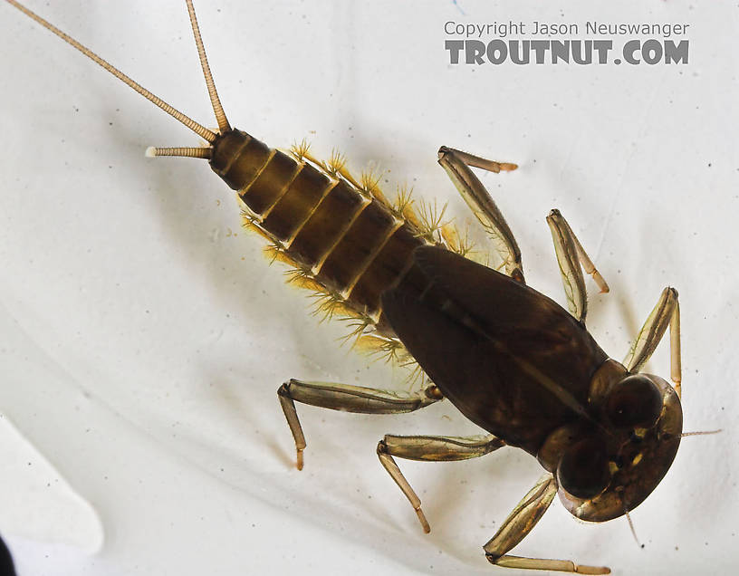 Rhithrogena impersonata (Dark Red Quill) Mayfly Nymph from the Long Lake Branch of the White River in Wisconsin