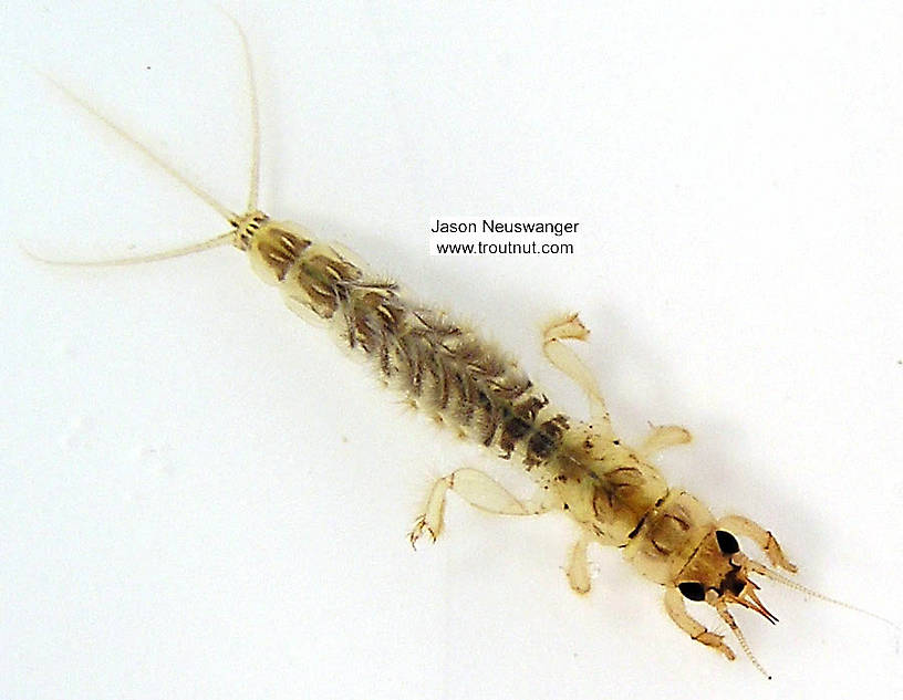 Ephemera simulans (Brown Drake) Mayfly Nymph from the Namekagon River in Wisconsin