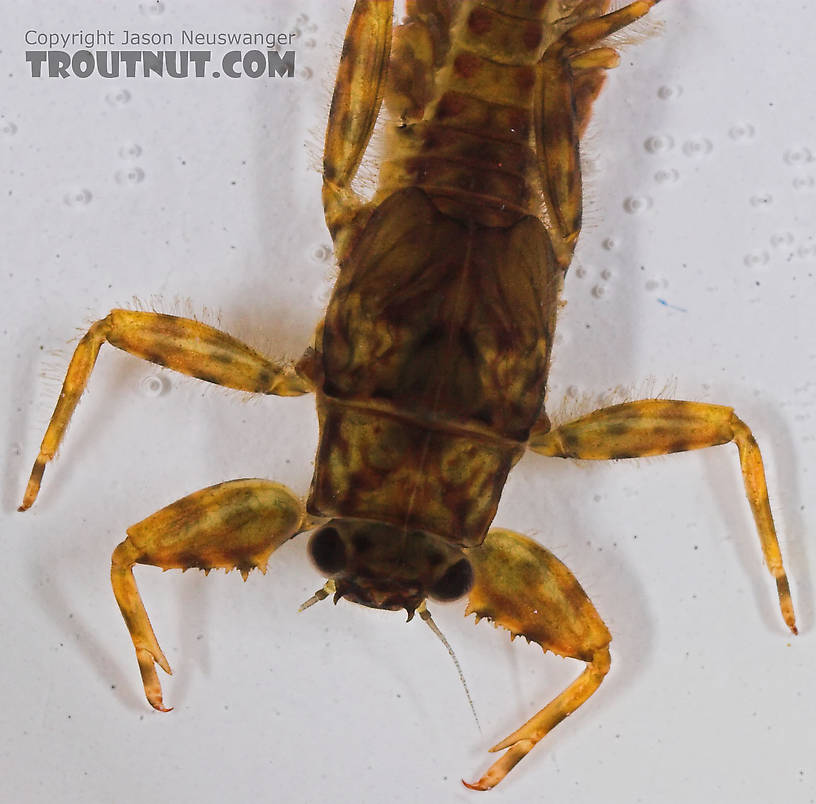 Drunella cornuta (Large Blue-Winged Olive) Mayfly Nymph from the Long Lake Branch of the White River in Wisconsin