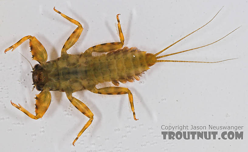 Drunella cornuta (Large Blue-Winged Olive) Mayfly Nymph from the Long Lake Branch of the White River in Wisconsin