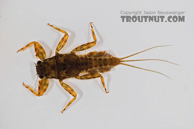 Drunella cornuta (Large Blue-Winged Olive) Mayfly Nymph from the Long Lake Branch of the White River in Wisconsin