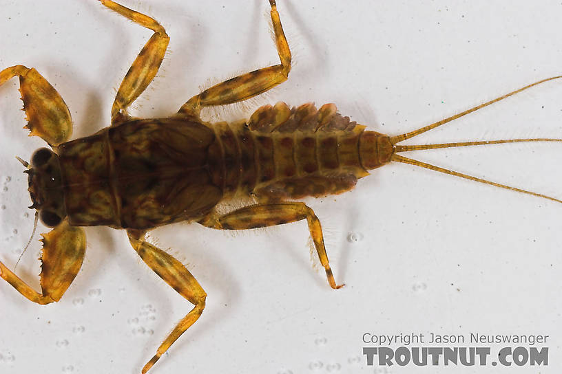 Drunella cornuta (Large Blue-Winged Olive) Mayfly Nymph from the Long Lake Branch of the White River in Wisconsin