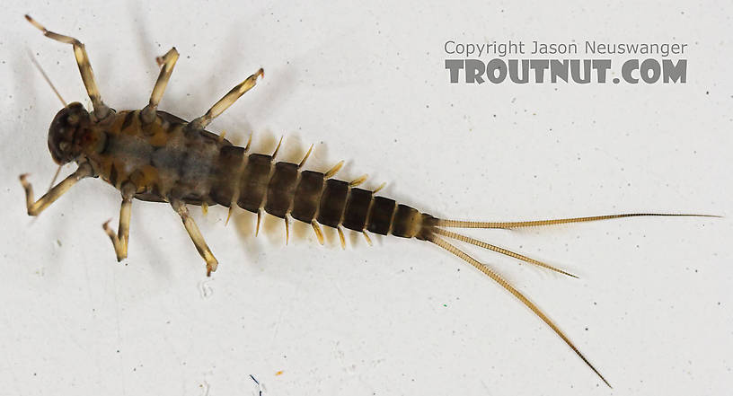 Baetidae (Blue-Winged Olives) Mayfly Nymph from the Long Lake Branch of the White River in Wisconsin