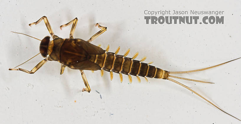 Baetidae (Blue-Winged Olives) Mayfly Nymph from the Long Lake Branch of the White River in Wisconsin