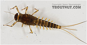 Baetidae (Blue-Winged Olives) Mayfly Nymph