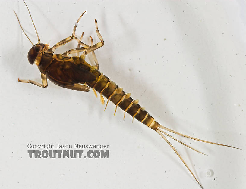 Baetidae (Blue-Winged Olives) Mayfly Nymph from the Long Lake Branch of the White River in Wisconsin