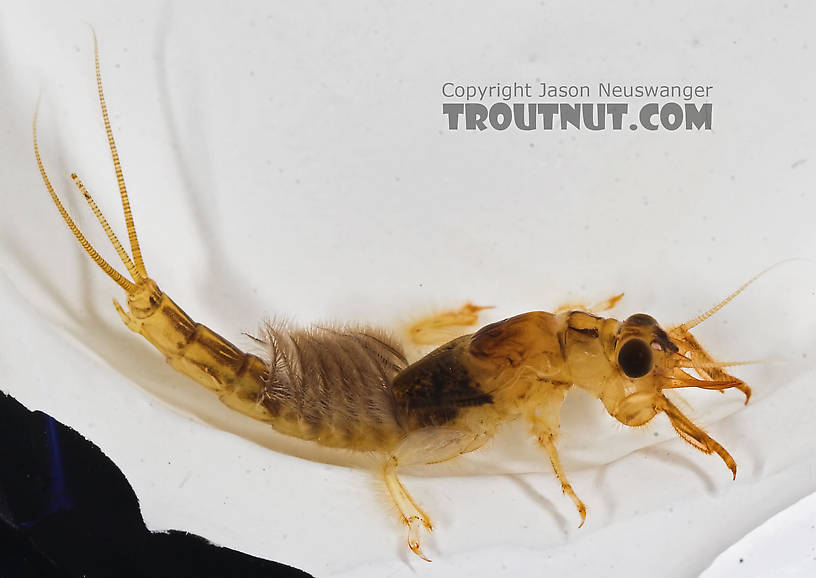 Ephemera simulans (Brown Drake) Mayfly Nymph from the Marengo River in Wisconsin