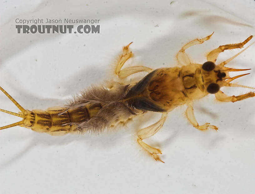 Ephemera simulans (Brown Drake) Mayfly Nymph from the Marengo River in Wisconsin