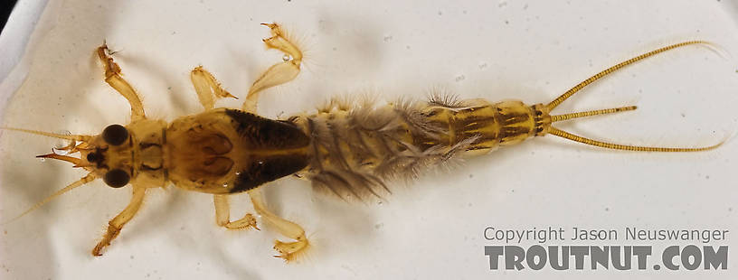 Ephemera simulans (Brown Drake) Mayfly Nymph from the Marengo River in Wisconsin