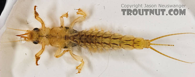 Ephemera simulans (Brown Drake) Mayfly Nymph from the Marengo River in Wisconsin