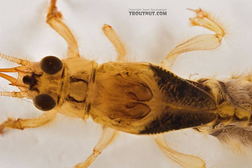 Ephemera simulans (Brown Drake) Mayfly Nymph from the Marengo River in Wisconsin