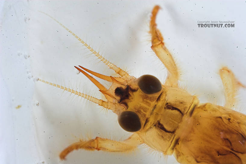 Ephemera simulans (Brown Drake) Mayfly Nymph from the Marengo River in Wisconsin