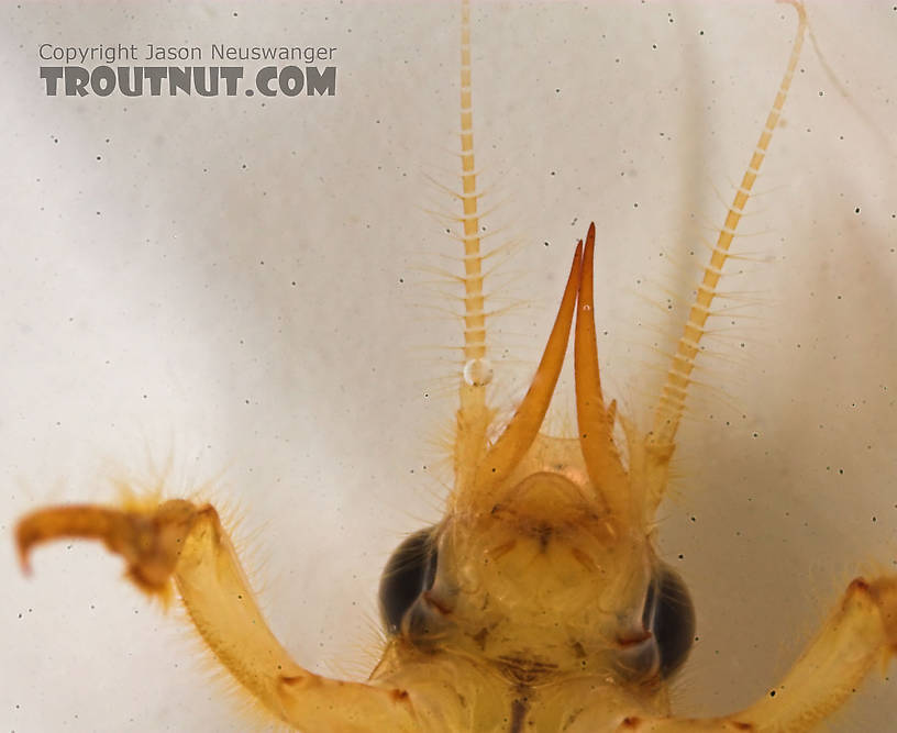 Ephemera simulans (Brown Drake) Mayfly Nymph from the Marengo River in Wisconsin