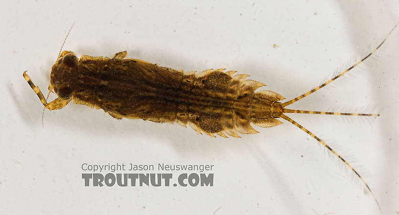 Eurylophella temporalis (Chocolate Dun) Mayfly Nymph from the Marengo River in Wisconsin