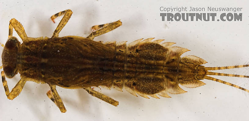 Eurylophella temporalis (Chocolate Dun) Mayfly Nymph from the Marengo River in Wisconsin