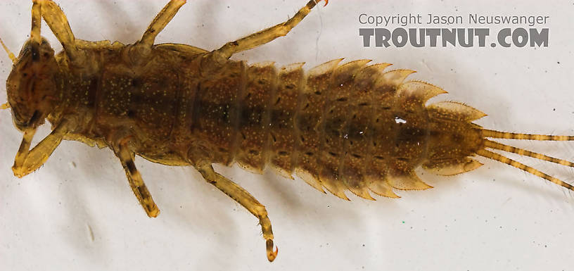 Eurylophella temporalis (Chocolate Dun) Mayfly Nymph from the Marengo River in Wisconsin