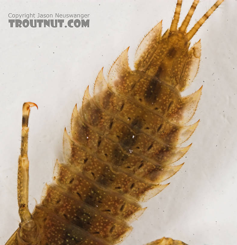 Eurylophella temporalis (Chocolate Dun) Mayfly Nymph from the Marengo River in Wisconsin