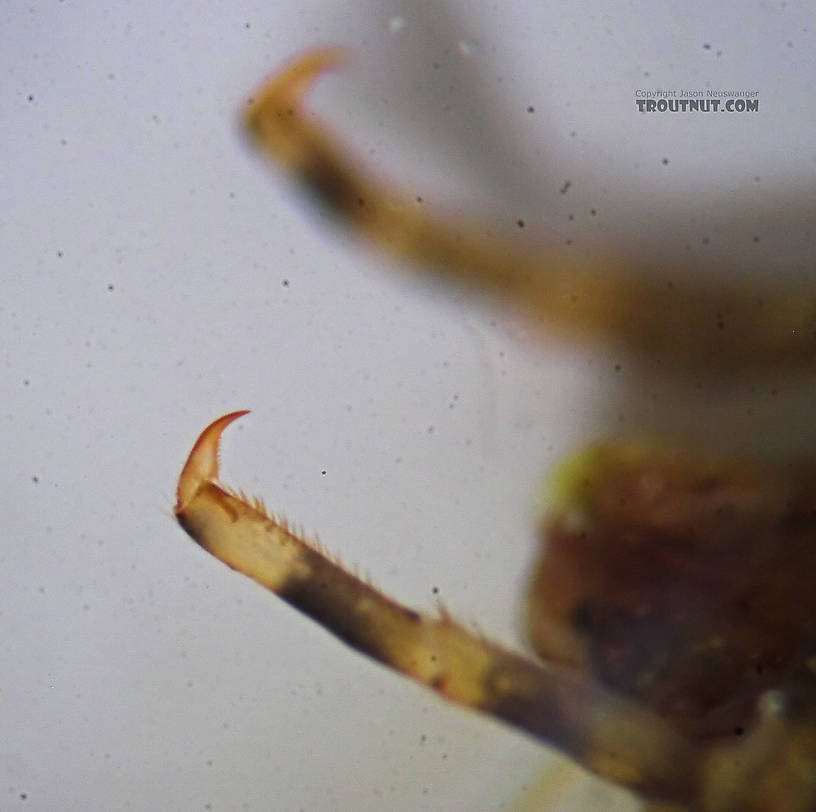 Eurylophella temporalis (Chocolate Dun) Mayfly Nymph from the Marengo River in Wisconsin