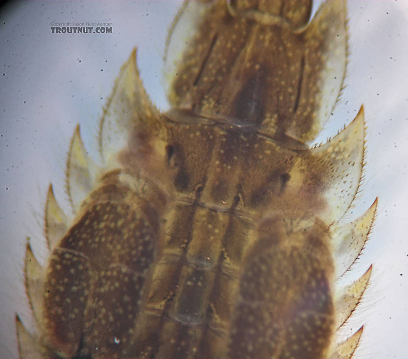 Eurylophella temporalis (Chocolate Dun) Mayfly Nymph from the Marengo River in Wisconsin